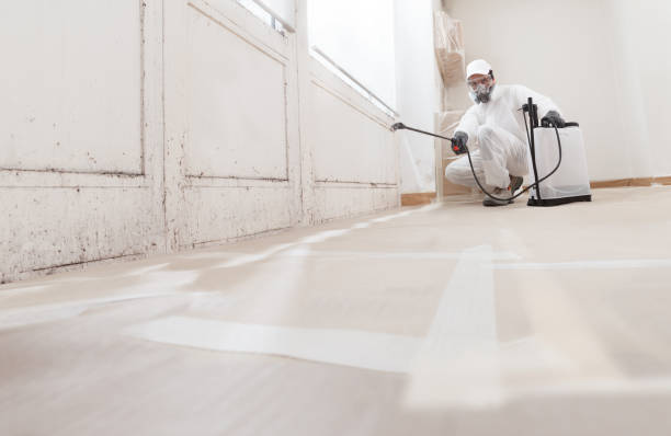 Black mold remediation team in Leland