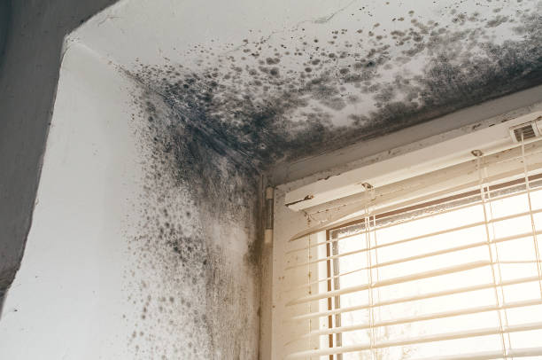 Mold Removal service in Leland